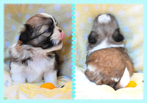 シーズー　ホワイト＆ゴールド　オス　子犬販売の専門店　AngelWan　横浜　神奈川