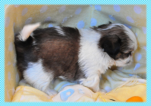 シーズー ホワイト&ゴールド オス 子犬販売の専門店 AngelWan 横浜 神奈川