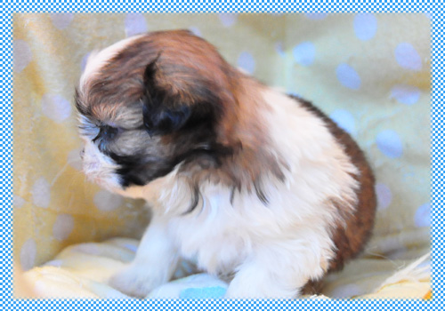 シーズー　ホワイト＆ゴールド　オス　子犬販売の専門店　AngelWan　横浜　神奈川