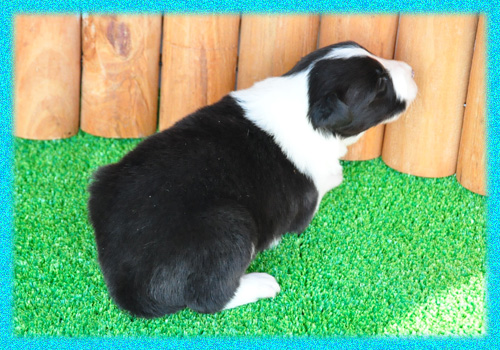 ボーダーコリー ブラック&ホワイト オス 子犬販売の専門店 AngelWan 横浜 神奈川