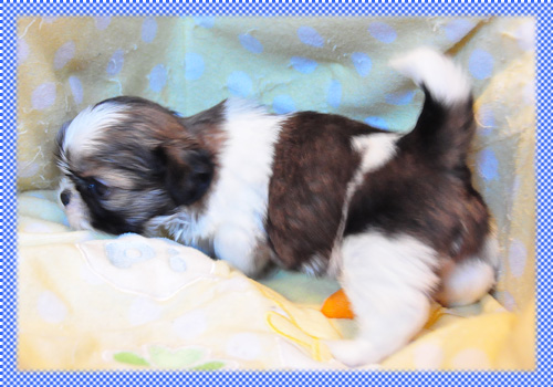 シーズー　ホワイト＆ゴールド　オス　子犬販売の専門店　AngelWan　横浜　神奈川