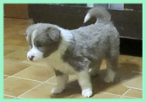 ボーダーコリー　イザベラ　オス　子犬販売の専門店　AngelWan　横浜　神奈川