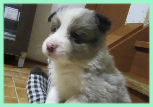 ボーダーコリー ブルーマール オス 子犬販売の専門店 AngelWan 横浜 神奈川