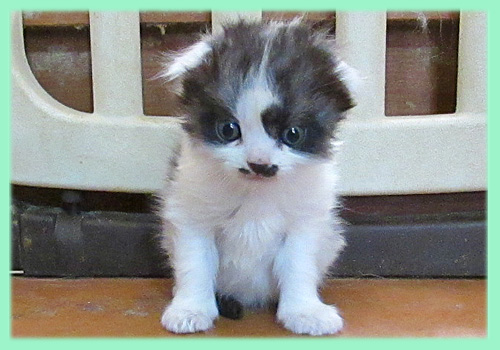 スコティッシュフォールド　ブラック＆ホワイト　オス　AngelWan　横浜　神奈川