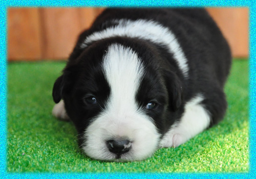 ボーダーコリー　ブラック＆ホワイト　オス　子犬販売の専門店　AngelWan　横浜　神奈川