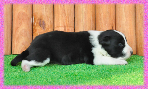 ボーダーコリー　ブラック＆ホワイト　メス　子犬販売の専門店　AngelWan　横浜　神奈川
