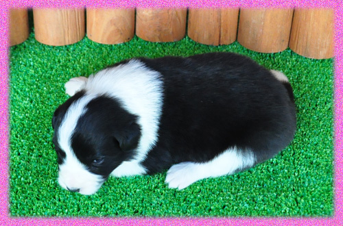 ボーダーコリー　ブラック＆ホワイト　メス　子犬販売の専門店　AngelWan　横浜　神奈川