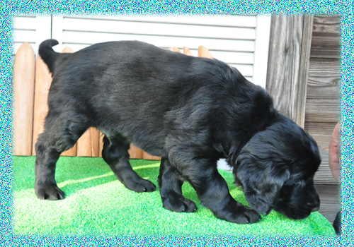 フラットコーテッドレトリバー　オス　子犬販売の専門店　AngelWan　横浜　神奈川