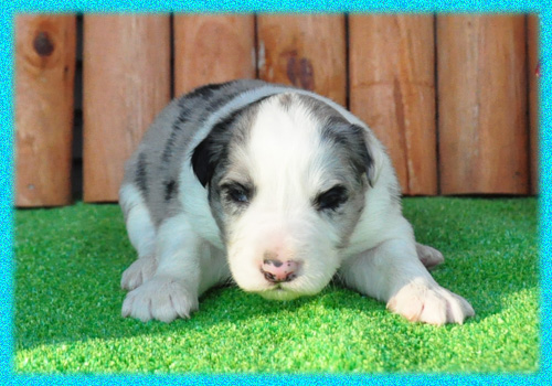 ボーダーコリー ブルーマール オス 子犬販売の専門店 AngelWan 横浜 神奈川