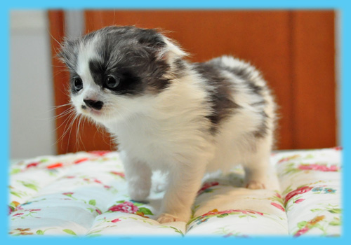 スコティッシュフォールド　ブラック＆ホワイト　AngelWan　　横浜　神奈川