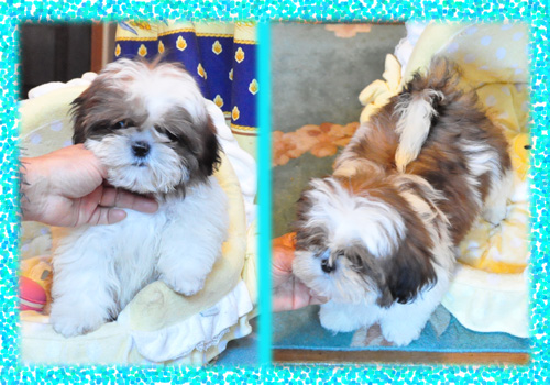 シーズー　ホワイト＆ゴールド　オス　子犬販売の専門店　AngelWan　横浜　神奈川
