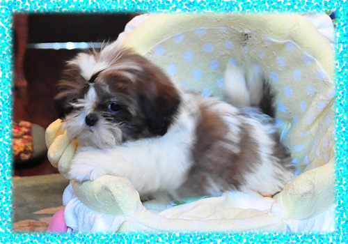 シーズー ホワイト&ゴールド オス 子犬販売の専門店 AngelWan 横浜 神奈川