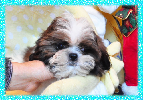 シーズー　ホワイト＆ゴールド　オス　子犬販売の専門店　AngelWan　横浜　神奈川