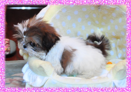 シーズー　ホワイト＆ゴールド　メス　子犬販売の専門店　AngelWan　横浜　神奈川