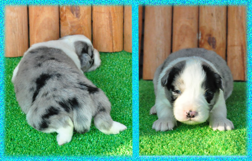 ボーダーコリー ブルーマール オス 子犬販売の専門店 AngelWan 横浜 神奈川