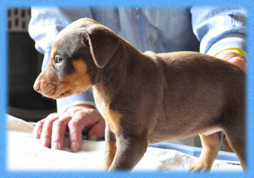 ドーベルマン　レッドタン　オス　子犬販売の専門店　AngelWan　横浜　神奈川