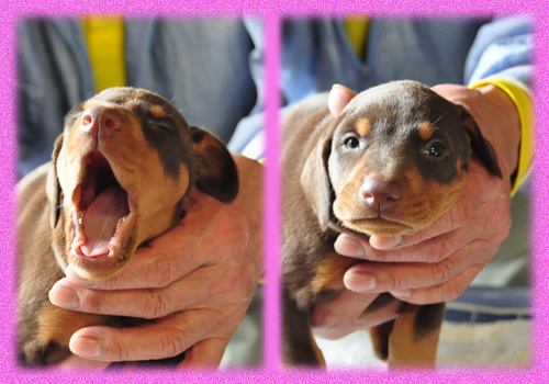 ドーベルマン　レッドタン　メス　子犬販売の専門店　AngelWan　横浜　神奈川