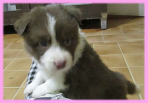 ボーダーコリー　メス　子犬販売の専門店　AngelWan　横浜　神奈川