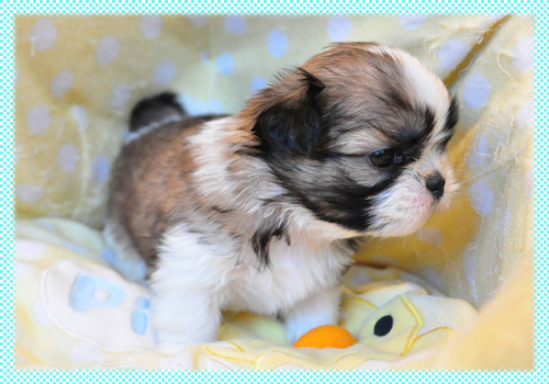 シーズー　ホワイト＆ゴールド　オス　子犬販売の専門店　AngelWan　横浜　神奈川