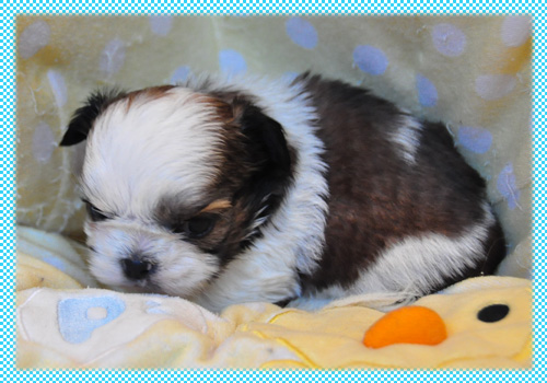 シーズー ホワイト&ゴールド オス 子犬販売の専門店 AngelWan 横浜 神奈川