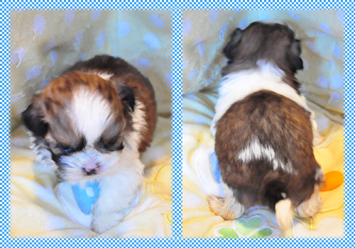 シーズー　ホワイト＆ゴールド　オス　子犬販売の専門店　AngelWan　横浜　神奈川