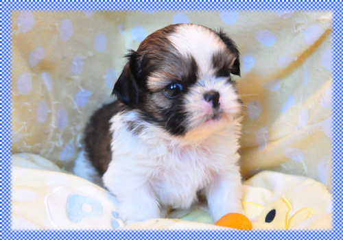 シーズー　ホワイト＆ゴールド　オス　子犬販売の専門店　AngelWan　横浜　神奈川