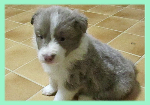 ボーダーコリー　イザベラ　オス　子犬販売の専門店　AngelWan　横浜　神奈川