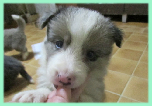 ボーダーコリー ブルーマール オス 子犬販売の専門店 AngelWan 横浜 神奈川