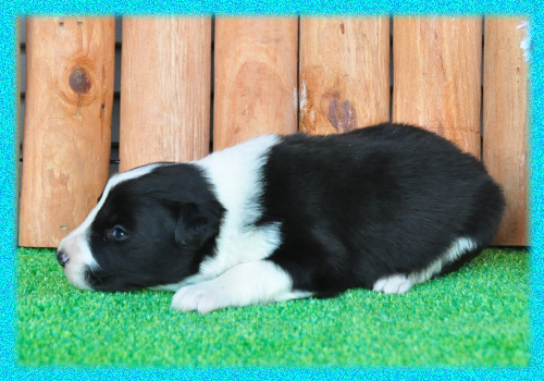 ボーダーコリー ブラック&ホワイト オス 子犬販売の専門店 AngelWan 横浜 神奈川