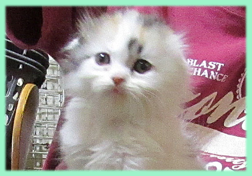 スコティッシュフォールド　キャリコ　メス　AngelWan　横浜　神奈川