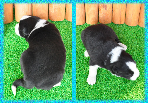 ボーダーコリー　ブラック＆ホワイト　オス　子犬販売の専門店　AngelWan　横浜　神奈川