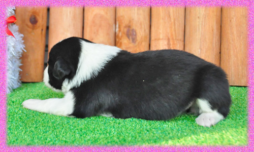 ボーダーコリー　ブラック＆ホワイト　メス　子犬販売の専門店　AngelWan　横浜　神奈川
