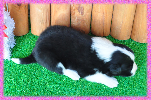 ボーダーコリー　ブラック＆ホワイト　メス　子犬販売の専門店　AngelWan　横浜　神奈川