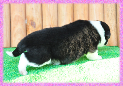 ボーダーコリー　ブラック＆ホワイト　メス　子犬販売の専門店　AngelWan　横浜　神奈川