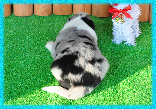 ボーダーコリー ブルーマール オス 子犬販売の専門店 AngelWan 横浜 神奈川