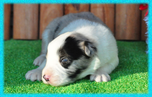 ボーダーコリー ブルーマール オス 子犬販売の専門店 AngelWan 横浜 神奈川