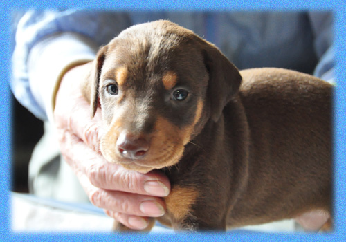 ドーベルマン　レッドタン　オス　子犬販売の専門店　AngelWan　横浜　神奈川