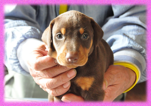 ドーベルマン　レッドタン　メス　子犬販売の専門店　AngelWan　横浜　神奈川
