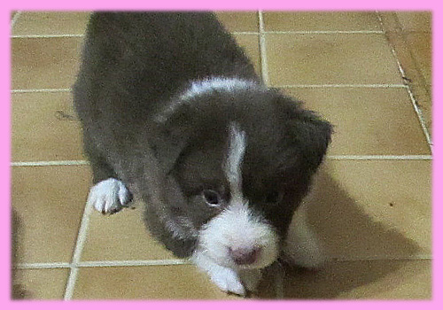 ボーダーコリー　メス　子犬販売の専門店　AngelWan　横浜　神奈川