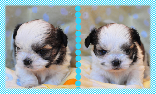 シーズー ホワイト&ゴールド オス 子犬販売の専門店 AngelWan 横浜 神奈川