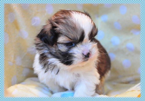 シーズー　ホワイト＆ゴールド　オス　子犬販売の専門店　AngelWan　横浜　神奈川