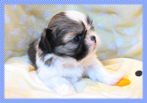 シーズー　ホワイト＆ゴールド　オス　子犬販売の専門店　AngelWan　横浜　神奈川