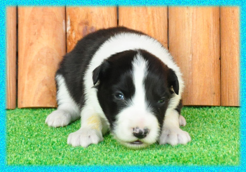 ボーダーコリー ブラック&ホワイト オス 子犬販売の専門店 AngelWan 横浜 神奈川