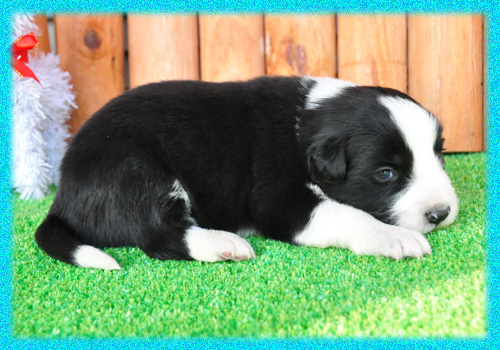 ボーダーコリー　ブラック＆ホワイト　オス　子犬販売の専門店　AngelWan　横浜　神奈川