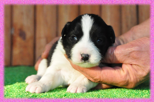 ボーダーコリー　ブラック＆ホワイト　メス　子犬販売の専門店　AngelWan　横浜　神奈川