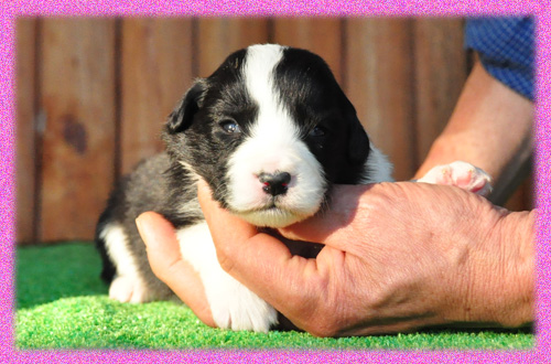 ボーダーコリー　ブラック＆ホワイト　メス　子犬販売の専門店　AngelWan　横浜　神奈川