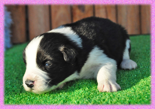 ボーダーコリー　ブラック＆ホワイト　メス　子犬販売の専門店　AngelWan　横浜　神奈川