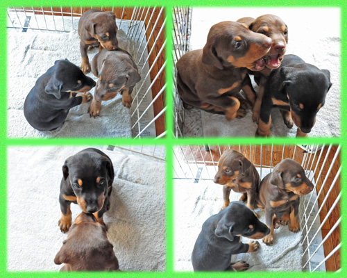 ドーベルマン　子犬販売の専門店　AngelWan　横浜　神奈川