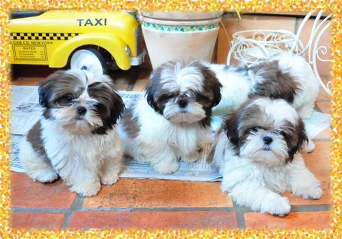 シーズー 子犬販売の専門店 AngelWan 横浜 神奈川