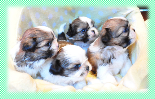 シーズー　ホワイト＆ゴールド　オス　子犬販売の専門店　AngelWan　横浜　神奈川